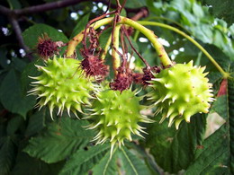 شاه بلوط هندی